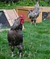 Do It Yourself Chicken Coop Plans