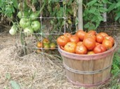 Tomato Garden
