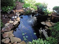 Backyard Koi Pond