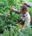 Organic Gardening Guide