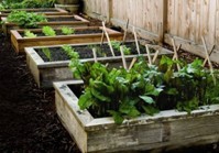 Raised Garden Beds