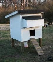 this coop accommodates 8 full size chickens or 12 bantams by doubling ...