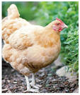 Backyard Chicken