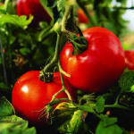 Home-Grown Vegetables, Fruit and Herbs