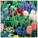 Bulbs for Fall Planting