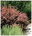 Landscape Shrubs