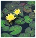 Lily Pond and Water Gardening Supplies