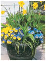 Container Flower Garden