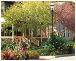 Front Yard and Curbside Garden