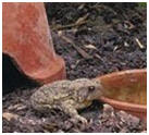 Garden Toad for Pest Control