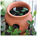 Terra Cotta Pot for Strawberries