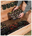 Coldframe Building Plans