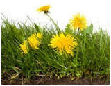 How to Control Dandelions