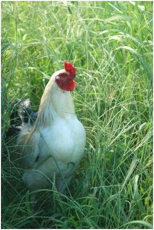 How To Raise Chickens - Have fresh eggs and fun in your own backyard, even in the suburbs. Read Sunset Magazine's free guide.  