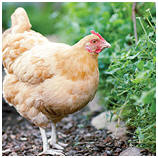Free Guide for Chicken Keeper's from Sunset.com