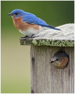 Bird Houses and Feeders Plans