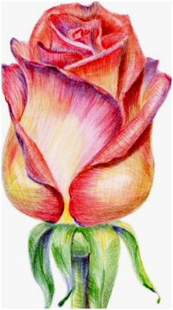 Free Do It Yourself Colored Pencil Drawing Lessons and Demonstrations