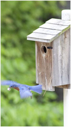 Free Birdhouse, Bird Bath and Bird Feeder Plans - Click to choose from dozens of great designs and then print free, easy, do-it-yourself project plans.