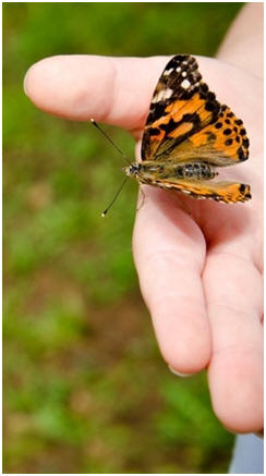 Attract butterflies to your garden. Share free guides to learn how.