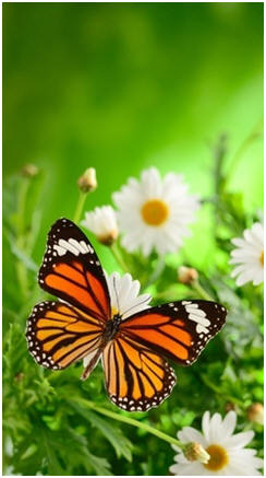 Invite Beautiful Butterflies to Your Yard - Click to learn how to plan and plant your landscape to attract butterflies.