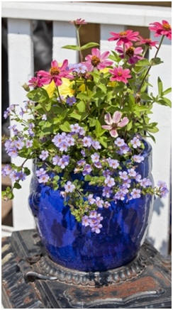 Learn How to Have Amazing Gardens in Planter Pots - Grow beautiful flowers, vegetables, fruit and herbs indoors and outdoors with free, how-to guides.