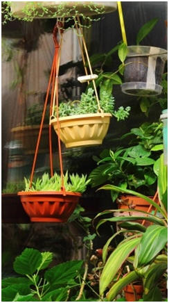 Learn How to Have Amazing Gardens Indoors - Grow beautiful flowers, vegetables, fruit and herbs inside with the help of free, how-to guides.