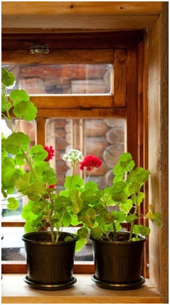 Grow The Best Flowers Indoors - Just click to find free guides to growing all types of flowers, fruit, vegetables and herbs indoors, in small planters.