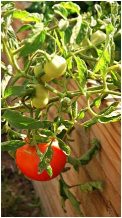 Build Raised Garden Beds for Your Vegetables, Herbs and Small Fruit. Click on the tomato to find an assortment of designs with free do-it-yourself building plans.