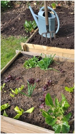 Learn how to build and use raised beds in your garden. Get amazing yields from your vegetable, herb and small fruit plants. Click for a list of free how-to guides and free, printable raised bed building plans.