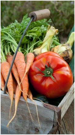 Enjoy amazing vegetables from your own garden. Click to find and use dozens of free kitchen garden guides, free ebooks and free project plans.