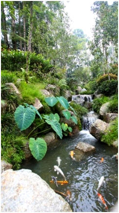 Free DIY Water Garden and Koi Pond Building Guides - Create a beautiful pond in your backyard with the help of these free how-to guides and do-it-yourself plans.
