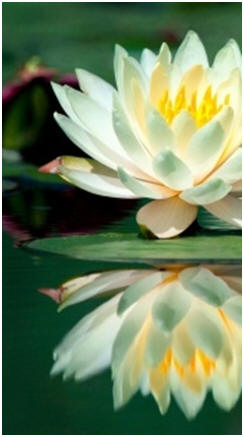 Create a Water Lily Garden in Your Backyard - Click to find water garden and Koi pond building guides and do-it-yourself plans.