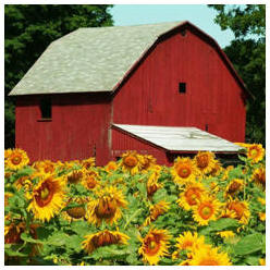 Free Plans for Barns and Country Outbuildings